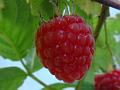 2013-1107-1340_Raspberries_10,9C